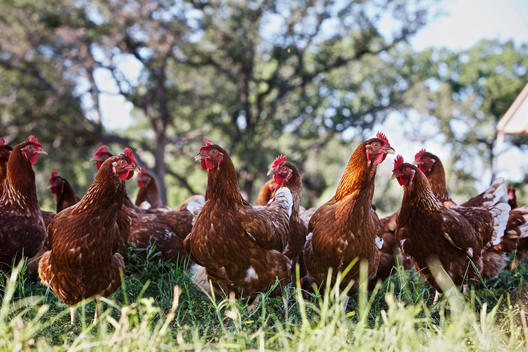 A flock of chicken on a field of grass.