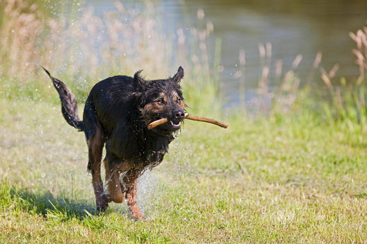Germany, Bavaria, Dog carrying stick in mouth