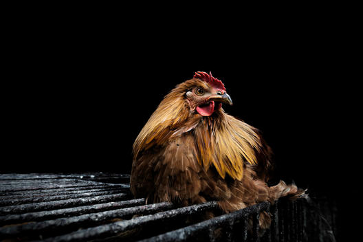 Portrait Of A Rooster Sitting On A Metal Cage.