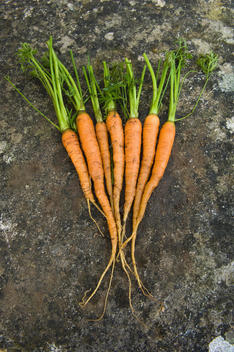 Fresh clean carrots with green leafy tops, laid out in a display.