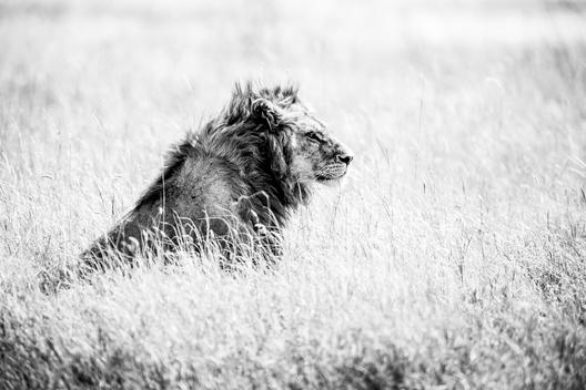A male lion in Serengeti National Park in Tanzania as viewed while on safari.