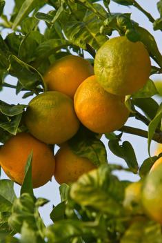 Ripe Oranges On A Tree, Greece.