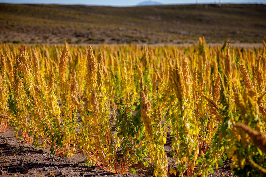 Yellow quinoa field near San Juan, Bolivia