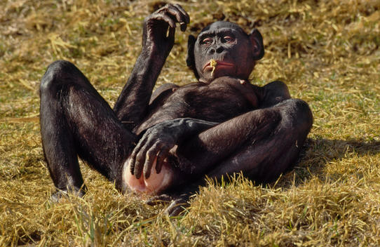 Bonobo female masturbating, Pan paniscus, Native to Congo, DRC, Democratic Republic of the Congo
