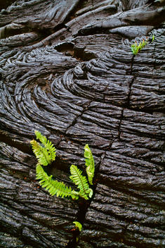 Ferns sprouting in lava cracks, Hawaii Volcanoes National Park, Hawaii