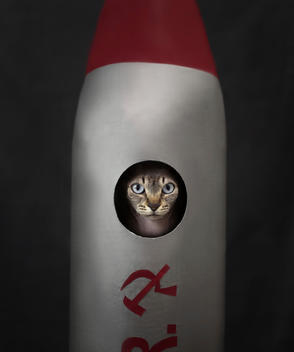 Sphinx Cat In Rocket