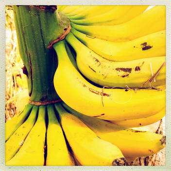 Bananas On A Tree Musa Paradisiaca Puerto De Naos La Palma Canary