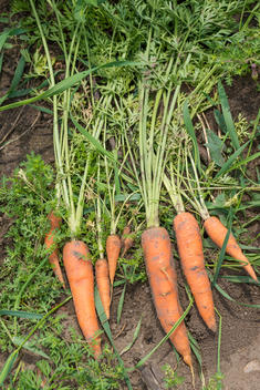 Freshly picked carrots on the ground