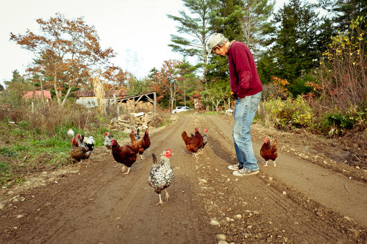 John Bunker of Super Chilly Farm with his chickens