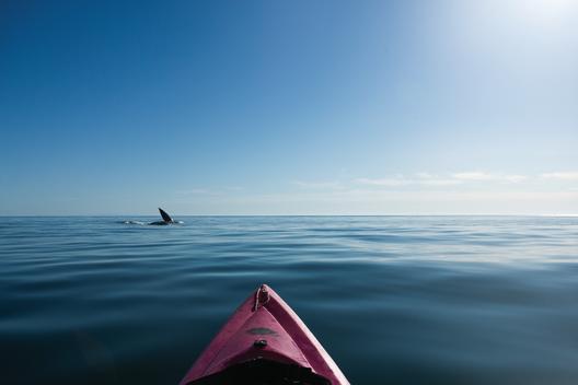 A gray whale waves its pectoral fin at a kayak in open gentle ocean.