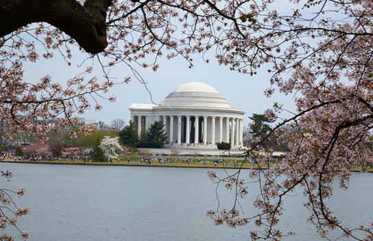 Jefferson Memorial, Washington DC, Cherry Blossoms