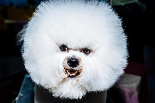A Bichon Frise gets prepped at the Westminster Kennel Club Dog Show.
