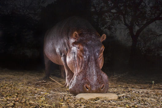 Hippopotamus, Hippopotamus amphibius sniffing at a sausage tree fruit on the ground, in the Luangwa Valley, Zambia