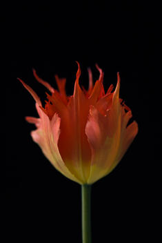 orange fiery tulip, close-up