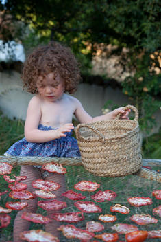 A little girl is placing sliced tomatoes on a wire net to let them dry in the sun. She is wearing a blue skirt.
