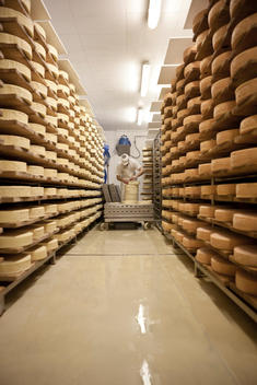 Man Working In Cheese Cellar