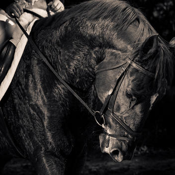 Black +White image of a horse\'s head and neck after galloping, showing bridle