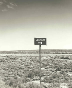 Humorous Road Sign For Lost Dog, Beaty, Nevada, Usa.