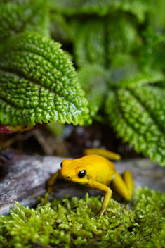 Rainforest frog