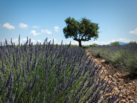 France, Provence, Valensole Plateau, Lavender field, Lavandula