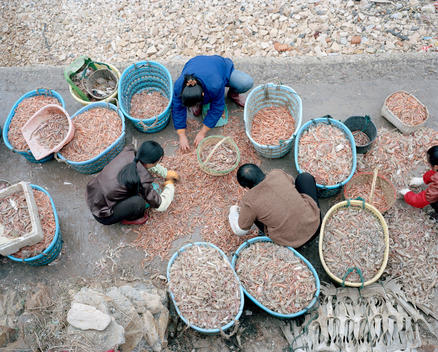 Chinese Workers Sort Through Baskets Of Shrimps That Had Been Caught That Morning, Placing Them In Plastic Baskets.
