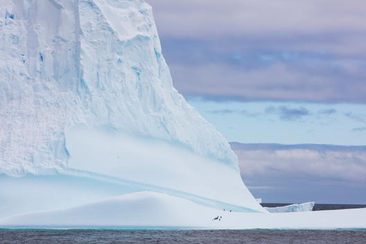 A group of penguins rest on the surface of a gigantic iceberg in the Bransfield Strait in Antarctica. Their relative size shows the scale of the landscape.