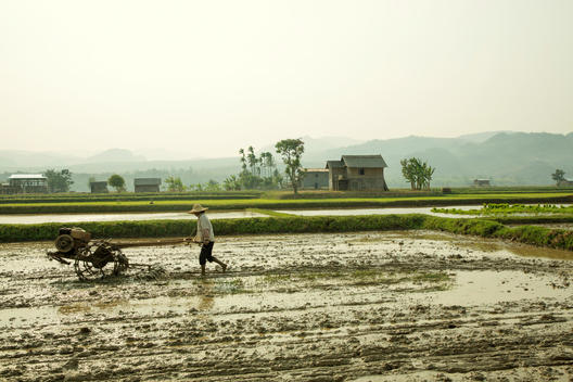 Rice field / Farmer Myanmar / Asia