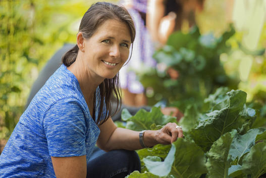 A traditional organic farm in the USA. A woman picking vegetables.