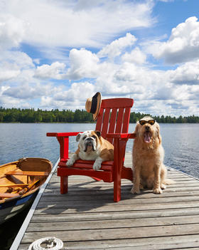Dogs relaxing on wooden dock on lake