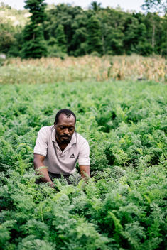 A survivor of the 2010 earthquake in La Gonave, Haiti works at a farm set up by World Vision in the wake of the tragedy to employ and feed survivors.