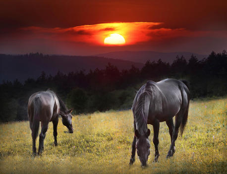 horses with sunset