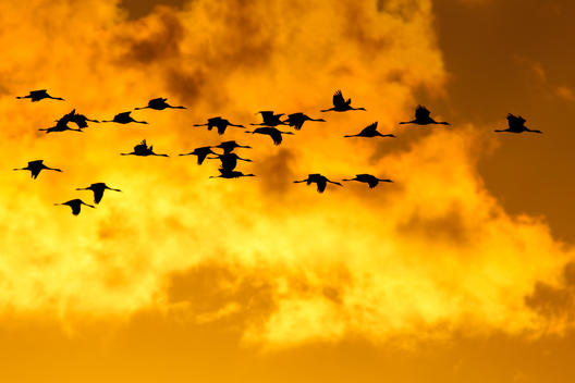 Germany, Mecklenburg-Western Pomerania, Grey geese, Anser anser, at sunrise