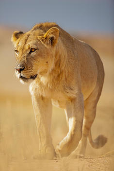 Africa, Botswana, South Africa, Kalahari, Lion in Kgalagadi Transfrontier Park