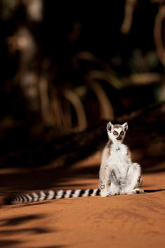A Ring Tailed Lemur, Berenty Reserve, Madagascar. Ring Tailed Lemurs must sunbathe in the mornings in order to raise their body temperature after the cold night.
