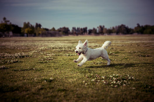 West Highland White Terrier dog playing running in a park