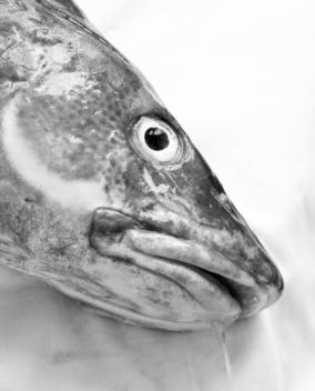 Still-Life Of Fish Head