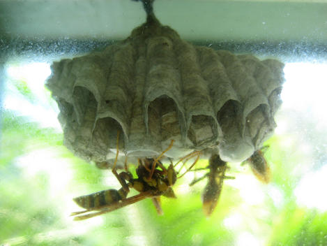 Wasp & Nest