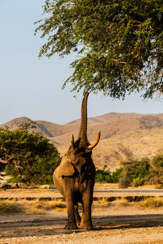 Elephant reaching for tree leaves in savanna landscape
