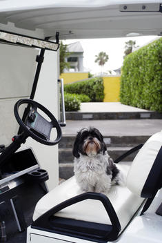 Dog On Golf Cart