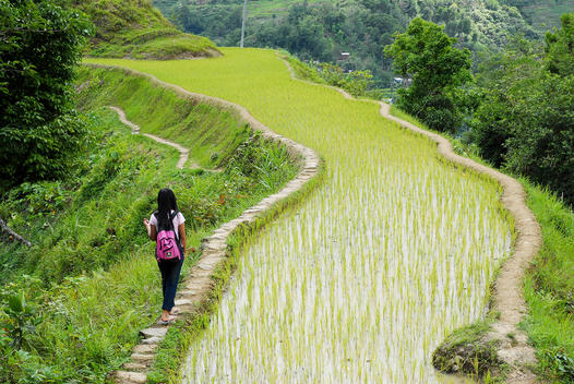 school kid with pink backpack walking over the stone and mud made walls of a rice terrace in Banaue, an Unesco world heritage site