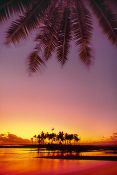 Palms at sunset, Bora Bora, Tahiti