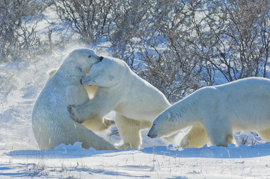 Polar bears in the wild. A powerful predator and a vulnerable or potentially endangered species.