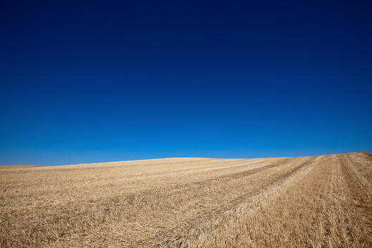 Field of wheat under blue sky