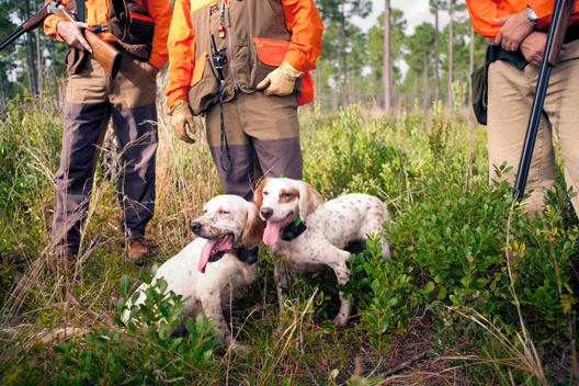 Hunting with hunting dogs