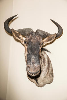 Taxidermy south African antelope head mounted on wall looking at camera