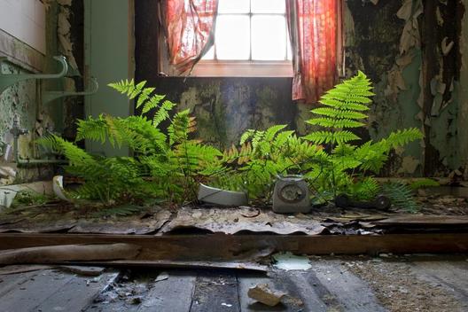 Green firms growing through deserted floor on abandoned bedroom. Telephone and Broken sink resting on floor.