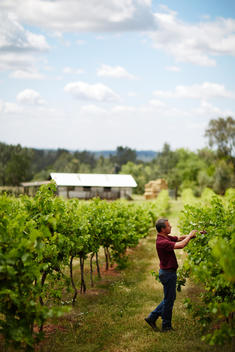 Man on vineyard tending to vines