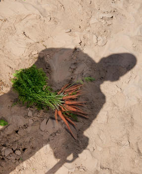 A person's shadow being cast on carrots that are laying on the ground