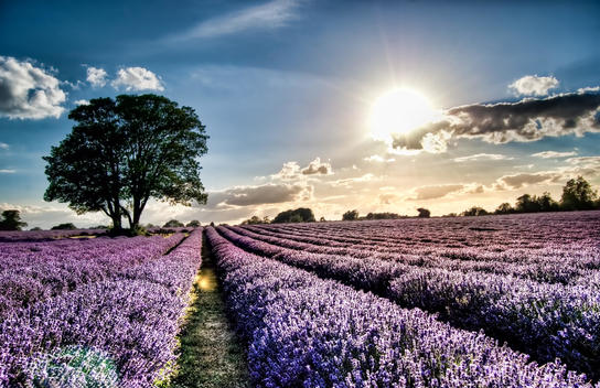 A Sole Tree In A Field Full Of Stunning Purple Lavender.