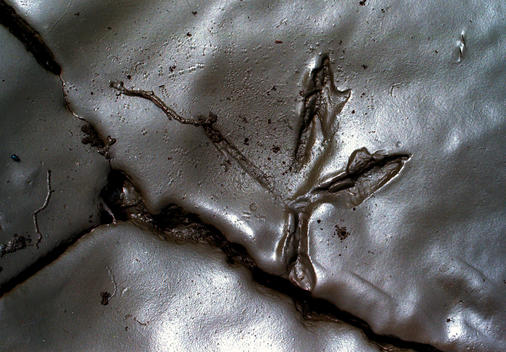 Bird\'S Foot Print In The Muddy Banks Of The Missouri River Near Boone, Missouri.